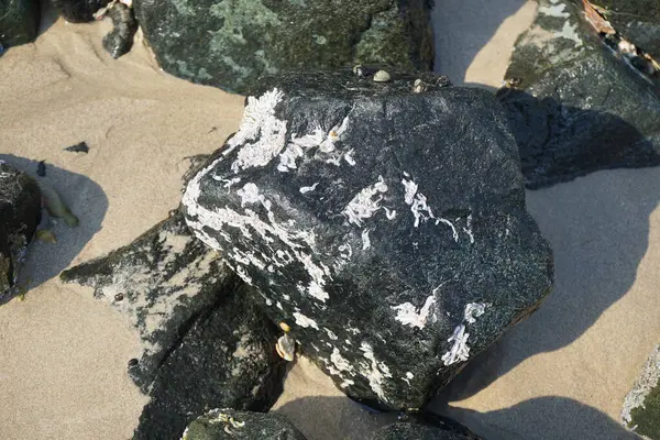 Nisan ayında Khor Fakkan kıyı şeridindeki Umman Körfezi taşkın bölgesinde kayalarda yaşayan kabuklu deniz ürünleri ve kalori fosilleri bulundu. Kabuklu deniz hayvanları, dış iskelet taşıyan su omurgasızlarıdır. Şeriat, Birleşik Arap Emirlikleri.