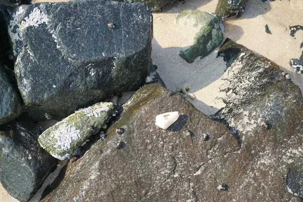 Nisan ayında Khor Fakkan kıyı şeridindeki Umman Körfezi taşkın bölgesinde kayalarda yaşayan kabuklu deniz ürünleri ve kalori fosilleri bulundu. Kabuklu deniz hayvanları, dış iskelet taşıyan su omurgasızlarıdır. Şeriat, Birleşik Arap Emirlikleri.