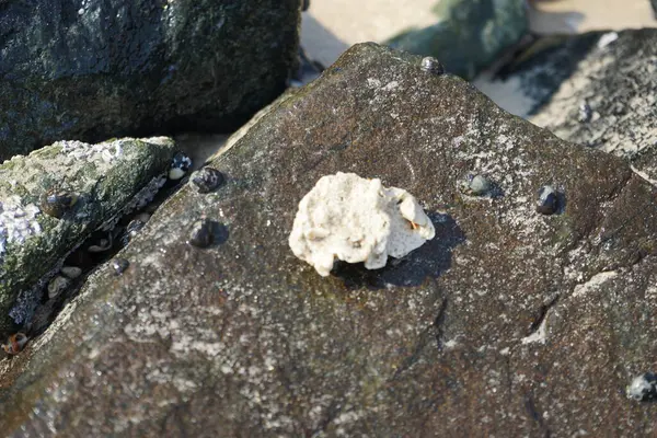 Nisan ayında Khor Fakkan kıyı şeridindeki Umman Körfezi taşkın bölgesinde kayalarda yaşayan kabuklu deniz ürünleri ve kalori fosilleri bulundu. Kabuklu deniz hayvanları, dış iskelet taşıyan su omurgasızlarıdır. Şeriat, Birleşik Arap Emirlikleri.