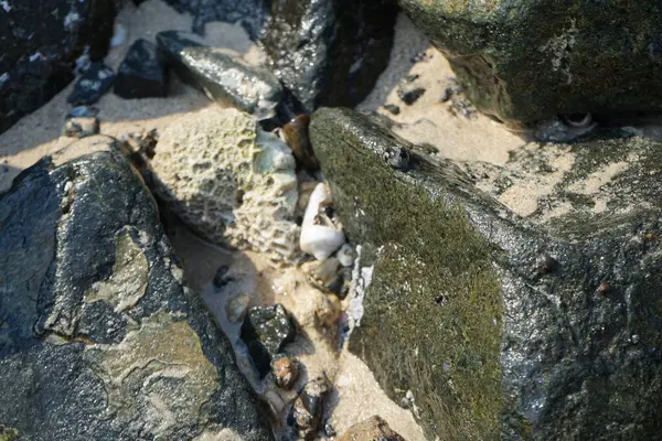 Nisan ayında Khor Fakkan kıyı şeridindeki Umman Körfezi taşkın bölgesinde kayalarda yaşayan kabuklu deniz ürünleri ve kalori fosilleri bulundu. Kabuklu deniz hayvanları, dış iskelet taşıyan su omurgasızlarıdır. Şeriat, Birleşik Arap Emirlikleri.