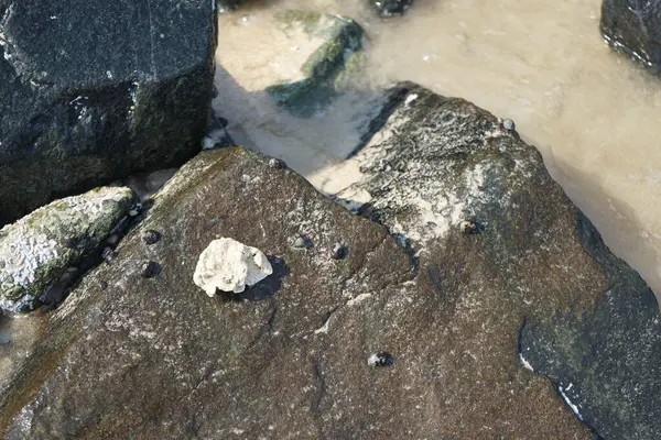 Nisan ayında Khor Fakkan kıyı şeridindeki Umman Körfezi taşkın bölgesinde kayalarda yaşayan kabuklu deniz ürünleri ve kalori fosilleri bulundu. Kabuklu deniz hayvanları, dış iskelet taşıyan su omurgasızlarıdır. Şeriat, Birleşik Arap Emirlikleri.