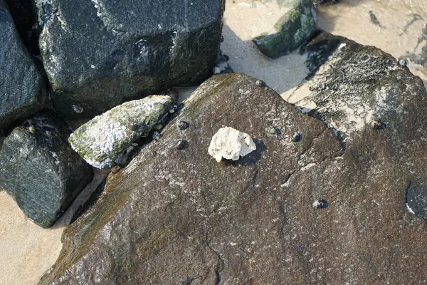 Nisan ayında Khor Fakkan kıyı şeridindeki Umman Körfezi taşkın bölgesinde kayalarda yaşayan kabuklu deniz ürünleri ve kalori fosilleri bulundu. Kabuklu deniz hayvanları, dış iskelet taşıyan su omurgasızlarıdır. Şeriat, Birleşik Arap Emirlikleri.