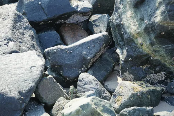 Nisan ayında Khor Fakkan kıyı şeridindeki Umman Körfezi taşkın bölgesinde kayalarda yaşayan kabuklu deniz ürünleri ve kalori fosilleri bulundu. Kabuklu deniz hayvanları, dış iskelet taşıyan su omurgasızlarıdır. Şeriat, Birleşik Arap Emirlikleri.