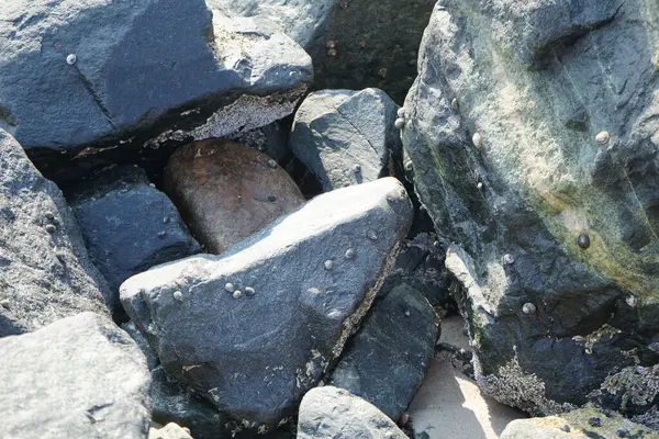 Nisan ayında Khor Fakkan kıyı şeridindeki Umman Körfezi taşkın bölgesinde kayalarda yaşayan kabuklu deniz ürünleri ve kalori fosilleri bulundu. Kabuklu deniz hayvanları, dış iskelet taşıyan su omurgasızlarıdır. Şeriat, Birleşik Arap Emirlikleri.