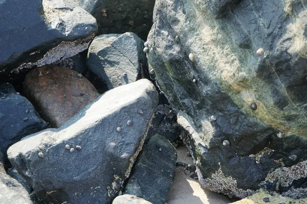 Nisan ayında Khor Fakkan kıyı şeridindeki Umman Körfezi taşkın bölgesinde kayalarda yaşayan kabuklu deniz ürünleri ve kalori fosilleri bulundu. Kabuklu deniz hayvanları, dış iskelet taşıyan su omurgasızlarıdır. Şeriat, Birleşik Arap Emirlikleri.