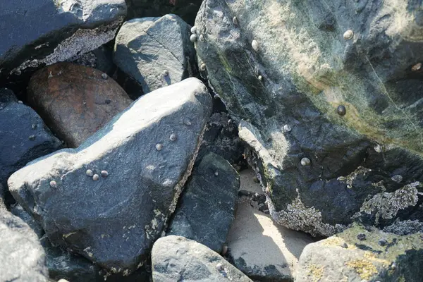 Nisan ayında Khor Fakkan kıyı şeridindeki Umman Körfezi taşkın bölgesinde kayalarda yaşayan kabuklu deniz ürünleri ve kalori fosilleri bulundu. Kabuklu deniz hayvanları, dış iskelet taşıyan su omurgasızlarıdır. Şeriat, Birleşik Arap Emirlikleri.