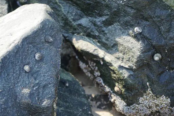 Nisan ayında Khor Fakkan kıyı şeridindeki Umman Körfezi taşkın bölgesinde kayalarda yaşayan kabuklu deniz ürünleri ve kalori fosilleri bulundu. Kabuklu deniz hayvanları, dış iskelet taşıyan su omurgasızlarıdır. Şeriat, Birleşik Arap Emirlikleri.