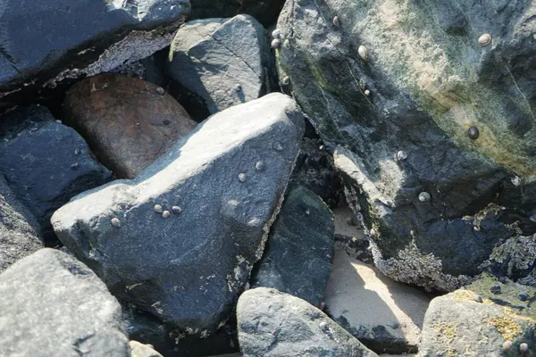 Nisan ayında Khor Fakkan kıyı şeridindeki Umman Körfezi taşkın bölgesinde kayalarda yaşayan kabuklu deniz ürünleri ve kalori fosilleri bulundu. Kabuklu deniz hayvanları, dış iskelet taşıyan su omurgasızlarıdır. Şeriat, Birleşik Arap Emirlikleri.