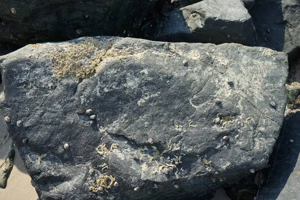 Nisan ayında Khor Fakkan kıyı şeridindeki Umman Körfezi taşkın bölgesinde kayalarda yaşayan kabuklu deniz ürünleri ve kalori fosilleri bulundu. Kabuklu deniz hayvanları, dış iskelet taşıyan su omurgasızlarıdır. Şeriat, Birleşik Arap Emirlikleri.