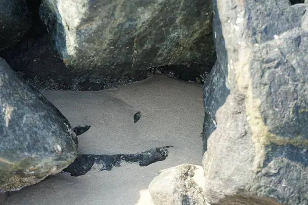 Nisan ayında Khor Fakkan kıyı şeridindeki Umman Körfezi taşkın bölgesinde kayalarda yaşayan kabuklu deniz ürünleri ve kalori fosilleri bulundu. Kabuklu deniz hayvanları, dış iskelet taşıyan su omurgasızlarıdır. Şeriat, Birleşik Arap Emirlikleri.