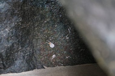 Nisan ayında Khor Fakkan Sahili 'nde Umman Körfezi yakınlarındaki bir kayanın üzerinde bulunan Calcareous Pomatoceros triqueter tüpleri. Pomatoceros (veya Spirobranchus triqueter, Keelworm, Tubeworm), Polychaeta sınıfında tüp oluşturan bir solucandır. Khor Fakkan, BAE. 