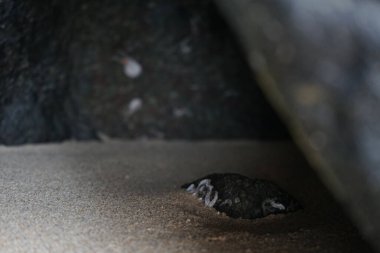 Nisan ayında Khor Fakkan Sahili 'nde Umman Körfezi yakınlarındaki bir kayanın üzerinde bulunan Calcareous Pomatoceros triqueter tüpleri. Pomatoceros (veya Spirobranchus triqueter, Keelworm, Tubeworm), Polychaeta sınıfında tüp oluşturan bir solucandır. Khor Fakkan, BAE. 