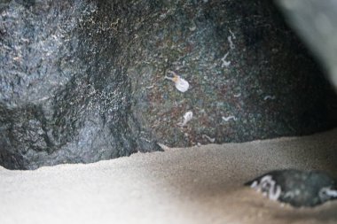 Nisan ayında Khor Fakkan Sahili 'nde Umman Körfezi yakınlarındaki bir kayanın üzerinde bulunan Calcareous Pomatoceros triqueter tüpleri. Pomatoceros (veya Spirobranchus triqueter, Keelworm, Tubeworm), Polychaeta sınıfında tüp oluşturan bir solucandır. Khor Fakkan, BAE. 