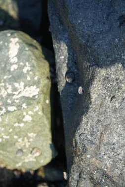 Nisan ayında Khor Fakkan kıyı şeridindeki Umman Körfezi taşkın bölgesinde kayalarda yaşayan kabuklu deniz ürünleri ve kalori fosilleri bulundu. Kabuklu deniz hayvanları, dış iskelet taşıyan su omurgasızlarıdır. Şeriat, Birleşik Arap Emirlikleri.