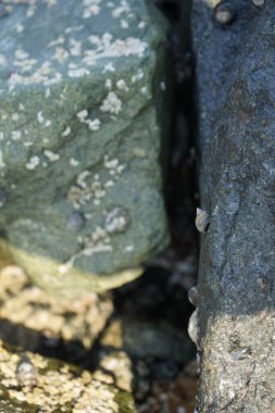 Nisan ayında Khor Fakkan kıyı şeridindeki Umman Körfezi taşkın bölgesinde kayalarda yaşayan kabuklu deniz ürünleri ve kalori fosilleri bulundu. Kabuklu deniz hayvanları, dış iskelet taşıyan su omurgasızlarıdır. Şeriat, Birleşik Arap Emirlikleri.