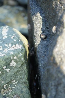Nisan ayında Khor Fakkan kıyı şeridindeki Umman Körfezi taşkın bölgesinde kayalarda yaşayan kabuklu deniz ürünleri ve kalori fosilleri bulundu. Kabuklu deniz hayvanları, dış iskelet taşıyan su omurgasızlarıdır. Şeriat, Birleşik Arap Emirlikleri.