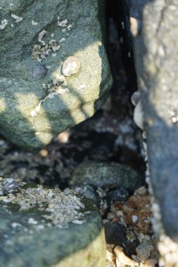 Nisan ayında Khor Fakkan kıyı şeridindeki Umman Körfezi taşkın bölgesinde kayalarda yaşayan kabuklu deniz ürünleri ve kalori fosilleri bulundu. Kabuklu deniz hayvanları, dış iskelet taşıyan su omurgasızlarıdır. Şeriat, Birleşik Arap Emirlikleri.