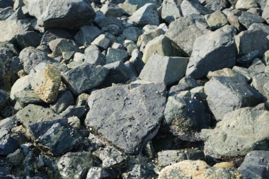 Nisan ayında Khor Fakkan kıyı şeridindeki Umman Körfezi taşkın bölgesinde kayalarda yaşayan kabuklu deniz ürünleri ve kalori fosilleri bulundu. Kabuklu deniz hayvanları, dış iskelet taşıyan su omurgasızlarıdır. Şeriat, Birleşik Arap Emirlikleri.