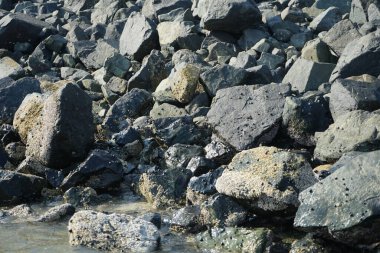 Nisan ayında Khor Fakkan kıyı şeridindeki Umman Körfezi taşkın bölgesinde kayalarda yaşayan kabuklu deniz ürünleri ve kalori fosilleri bulundu. Kabuklu deniz hayvanları, dış iskelet taşıyan su omurgasızlarıdır. Şeriat, Birleşik Arap Emirlikleri.