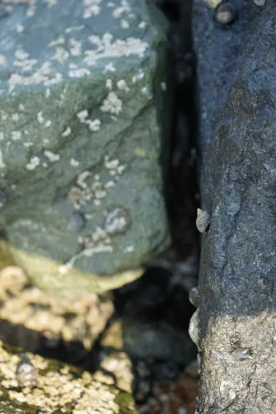 Nisan ayında Khor Fakkan kıyı şeridindeki Umman Körfezi taşkın bölgesinde kayalarda yaşayan kabuklu deniz ürünleri ve kalori fosilleri bulundu. Kabuklu deniz hayvanları, dış iskelet taşıyan su omurgasızlarıdır. Şeriat, Birleşik Arap Emirlikleri.