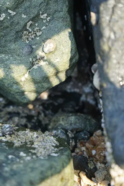 Nisan ayında Khor Fakkan kıyı şeridindeki Umman Körfezi taşkın bölgesinde kayalarda yaşayan kabuklu deniz ürünleri ve kalori fosilleri bulundu. Kabuklu deniz hayvanları, dış iskelet taşıyan su omurgasızlarıdır. Şeriat, Birleşik Arap Emirlikleri.