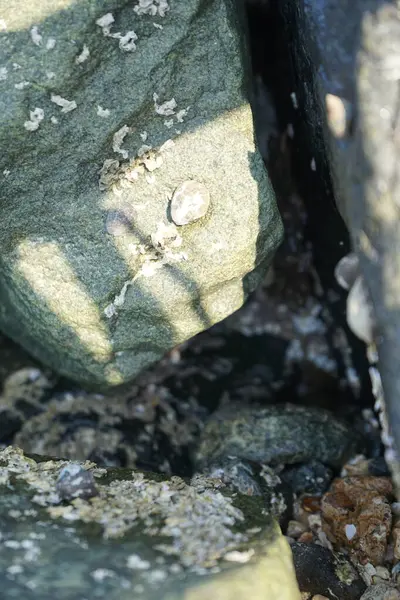 Nisan ayında Khor Fakkan kıyı şeridindeki Umman Körfezi taşkın bölgesinde kayalarda yaşayan kabuklu deniz ürünleri ve kalori fosilleri bulundu. Kabuklu deniz hayvanları, dış iskelet taşıyan su omurgasızlarıdır. Şeriat, Birleşik Arap Emirlikleri.