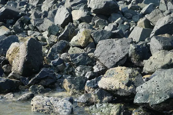 Nisan ayında Khor Fakkan kıyı şeridindeki Umman Körfezi taşkın bölgesinde kayalarda yaşayan kabuklu deniz ürünleri ve kalori fosilleri bulundu. Kabuklu deniz hayvanları, dış iskelet taşıyan su omurgasızlarıdır. Şeriat, Birleşik Arap Emirlikleri.