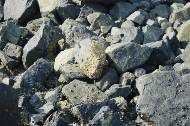 Nisan ayında Khor Fakkan kıyı şeridindeki Umman Körfezi taşkın bölgesinde kayalarda yaşayan kabuklu deniz ürünleri ve kalori fosilleri bulundu. Kabuklu deniz hayvanları, dış iskelet taşıyan su omurgasızlarıdır. Şeriat, Birleşik Arap Emirlikleri.