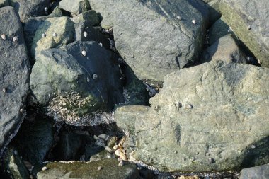 Nisan ayında Khor Fakkan kıyı şeridindeki Umman Körfezi taşkın bölgesinde kayalarda yaşayan kabuklu deniz ürünleri ve kalori fosilleri bulundu. Kabuklu deniz hayvanları, dış iskelet taşıyan su omurgasızlarıdır. Şeriat, Birleşik Arap Emirlikleri.