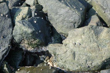 Nisan ayında Khor Fakkan kıyı şeridindeki Umman Körfezi taşkın bölgesinde kayalarda yaşayan kabuklu deniz ürünleri ve kalori fosilleri bulundu. Kabuklu deniz hayvanları, dış iskelet taşıyan su omurgasızlarıdır. Şeriat, Birleşik Arap Emirlikleri.