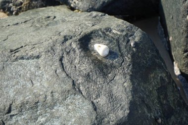 Nisan ayında Khor Fakkan kıyı şeridindeki Umman Körfezi taşkın bölgesinde kayalarda yaşayan kabuklu deniz ürünleri ve kalori fosilleri bulundu. Kabuklu deniz hayvanları, dış iskelet taşıyan su omurgasızlarıdır. Şeriat, Birleşik Arap Emirlikleri.