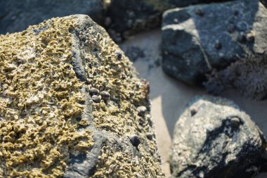 Nisan ayında Khor Fakkan Sahili 'nde Umman Körfezi yakınlarındaki bir kayanın üzerinde bulunan Calcareous Pomatoceros triqueter tüpleri. Pomatoceros (veya Spirobranchus triqueter, Keelworm, Tubeworm), Polychaeta sınıfında tüp oluşturan bir solucandır. Khor Fakkan, BAE. 