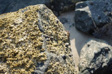 Nisan ayında Khor Fakkan Sahili 'nde Umman Körfezi yakınlarındaki bir kayanın üzerinde bulunan Calcareous Pomatoceros triqueter tüpleri. Pomatoceros (veya Spirobranchus triqueter, Keelworm, Tubeworm), Polychaeta sınıfında tüp oluşturan bir solucandır. Khor Fakkan, BAE. 