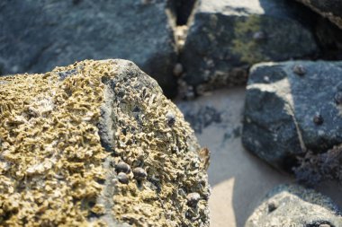 Nisan ayında Khor Fakkan Sahili 'nde Umman Körfezi yakınlarındaki bir kayanın üzerinde bulunan Calcareous Pomatoceros triqueter tüpleri. Pomatoceros (veya Spirobranchus triqueter, Keelworm, Tubeworm), Polychaeta sınıfında tüp oluşturan bir solucandır. Khor Fakkan, BAE. 
