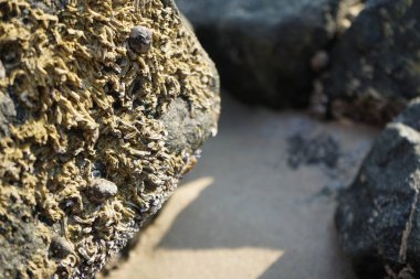 Nisan ayında Khor Fakkan Sahili 'nde Umman Körfezi yakınlarındaki bir kayanın üzerinde bulunan Calcareous Pomatoceros triqueter tüpleri. Pomatoceros (veya Spirobranchus triqueter, Keelworm, Tubeworm), Polychaeta sınıfında tüp oluşturan bir solucandır. Khor Fakkan, BAE. 