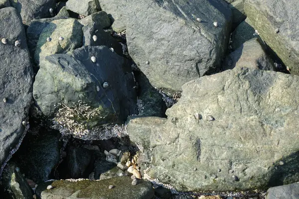Nisan ayında Khor Fakkan kıyı şeridindeki Umman Körfezi taşkın bölgesinde kayalarda yaşayan kabuklu deniz ürünleri ve kalori fosilleri bulundu. Kabuklu deniz hayvanları, dış iskelet taşıyan su omurgasızlarıdır. Şeriat, Birleşik Arap Emirlikleri.