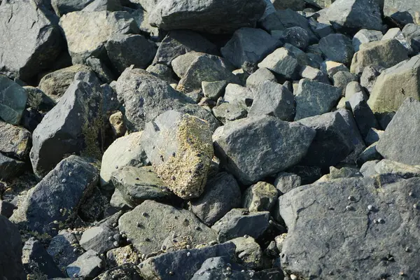 Nisan ayında Khor Fakkan kıyı şeridindeki Umman Körfezi taşkın bölgesinde kayalarda yaşayan kabuklu deniz ürünleri ve kalori fosilleri bulundu. Kabuklu deniz hayvanları, dış iskelet taşıyan su omurgasızlarıdır. Şeriat, Birleşik Arap Emirlikleri.