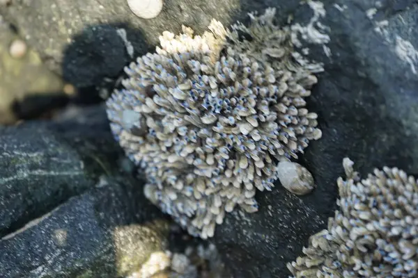 Nisan ayında Khor Fakkan kıyılarındaki Umman Körfezi sel bölgesinde canlı deniz taşları bulunur. Yaşayan deniz taşları, mercanların fosilleşmesi sonucu oluşan doğal resiflerin parçalarıdır ve gözenekli bir yapıya sahiptir. Khor Fakkan, BAE.