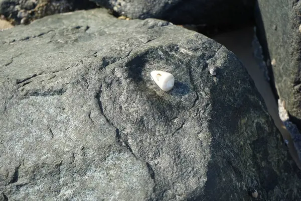 Nisan ayında Khor Fakkan kıyı şeridindeki Umman Körfezi taşkın bölgesinde kayalarda yaşayan kabuklu deniz ürünleri ve kalori fosilleri bulundu. Kabuklu deniz hayvanları, dış iskelet taşıyan su omurgasızlarıdır. Şeriat, Birleşik Arap Emirlikleri.