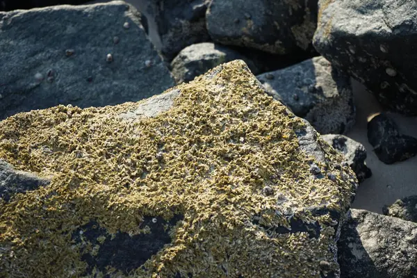 Nisan ayında Khor Fakkan Sahili 'nde Umman Körfezi yakınlarındaki bir kayanın üzerinde bulunan Calcareous Pomatoceros triqueter tüpleri. Pomatoceros (veya Spirobranchus triqueter, Keelworm, Tubeworm), Polychaeta sınıfında tüp oluşturan bir solucandır. Khor Fakkan, BAE. 