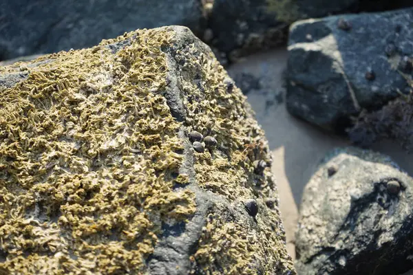 Nisan ayında Khor Fakkan Sahili 'nde Umman Körfezi yakınlarındaki bir kayanın üzerinde bulunan Calcareous Pomatoceros triqueter tüpleri. Pomatoceros (veya Spirobranchus triqueter, Keelworm, Tubeworm), Polychaeta sınıfında tüp oluşturan bir solucandır. Khor Fakkan, BAE. 