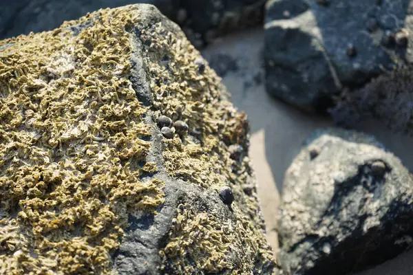 Nisan ayında Khor Fakkan Sahili 'nde Umman Körfezi yakınlarındaki bir kayanın üzerinde bulunan Calcareous Pomatoceros triqueter tüpleri. Pomatoceros (veya Spirobranchus triqueter, Keelworm, Tubeworm), Polychaeta sınıfında tüp oluşturan bir solucandır. Khor Fakkan, BAE. 