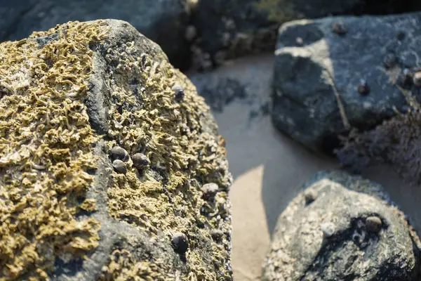 Nisan ayında Khor Fakkan Sahili 'nde Umman Körfezi yakınlarındaki bir kayanın üzerinde bulunan Calcareous Pomatoceros triqueter tüpleri. Pomatoceros (veya Spirobranchus triqueter, Keelworm, Tubeworm), Polychaeta sınıfında tüp oluşturan bir solucandır. Khor Fakkan, BAE. 