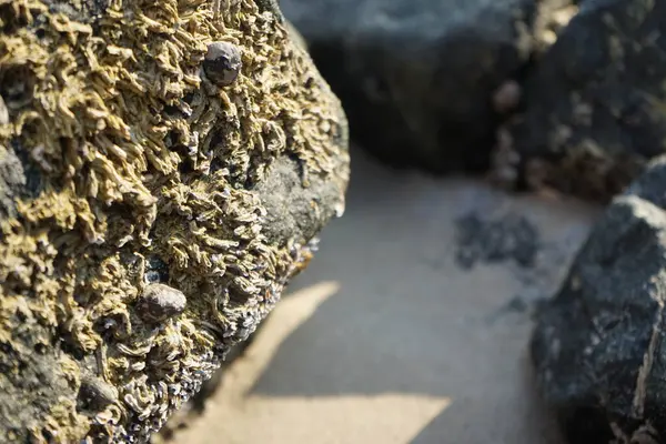 Nisan ayında Khor Fakkan Sahili 'nde Umman Körfezi yakınlarındaki bir kayanın üzerinde bulunan Calcareous Pomatoceros triqueter tüpleri. Pomatoceros (veya Spirobranchus triqueter, Keelworm, Tubeworm), Polychaeta sınıfında tüp oluşturan bir solucandır. Khor Fakkan, BAE. 