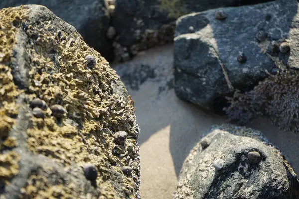 Nisan ayında Khor Fakkan Sahili 'nde Umman Körfezi yakınlarındaki bir kayanın üzerinde bulunan Calcareous Pomatoceros triqueter tüpleri. Pomatoceros (veya Spirobranchus triqueter, Keelworm, Tubeworm), Polychaeta sınıfında tüp oluşturan bir solucandır. Khor Fakkan, BAE. 