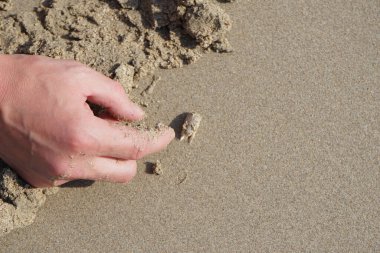 Emerita Emerita adlı bir kum yengeci Nisan ayında Khor Fakkan Sahili 'nin kumlarında oturur. Emerita decapod kabukluların, köstebek yengeçlerin, kum kemancılarının, kum pirelerinin veya kum yengeçlerinin küçük bir cinsidir. Khor Fakkan, Sharjah, BAE.                               