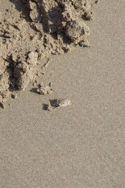 Emerita Emerita adlı bir kum yengeci Nisan ayında Khor Fakkan Sahili 'nin kumlarında oturur. Emerita decapod kabukluların, köstebek yengeçlerin, kum kemancılarının, kum pirelerinin veya kum yengeçlerinin küçük bir cinsidir. Khor Fakkan, Sharjah, BAE.                               