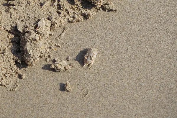 Emerita Emerita adlı bir kum yengeci Nisan ayında Khor Fakkan Sahili 'nin kumlarında oturur. Emerita decapod kabukluların, köstebek yengeçlerin, kum kemancılarının, kum pirelerinin veya kum yengeçlerinin küçük bir cinsidir. Khor Fakkan, Sharjah, BAE.                               