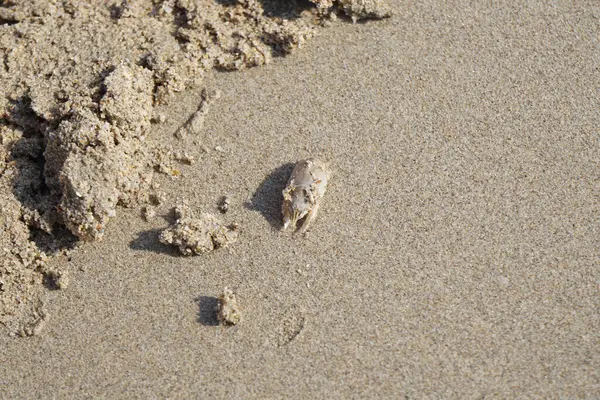 Emerita Emerita adlı bir kum yengeci Nisan ayında Khor Fakkan Sahili 'nin kumlarında oturur. Emerita decapod kabukluların, köstebek yengeçlerin, kum kemancılarının, kum pirelerinin veya kum yengeçlerinin küçük bir cinsidir. Khor Fakkan, Sharjah, BAE.                               