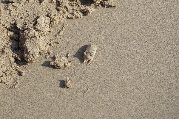 Emerita Emerita adlı bir kum yengeci Nisan ayında Khor Fakkan Sahili 'nin kumlarında oturur. Emerita decapod kabukluların, köstebek yengeçlerin, kum kemancılarının, kum pirelerinin veya kum yengeçlerinin küçük bir cinsidir. Khor Fakkan, Sharjah, BAE.                               